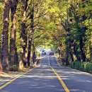 청주가로수길 이미지