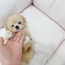 알곡켄넬 이미지