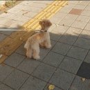 스타반려견 교육센터 이미지