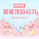 🌸 2021년 벚꽃 개화시기🌸 이미지