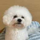 댕스미스 애견미용 이미지