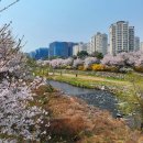 서울중원초등학교 Daum카페
