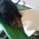 착한 고양이 이미지