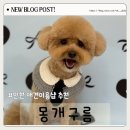 몽개구름 | 인천 십정동 애견미용 몽개구름