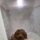 멍멍이컷 이미지