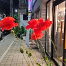 꽃속의 미장원 이미지