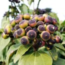 제주 올레길 19코스 이미지