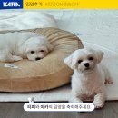 [입양후기] 티피와 아카도 가족을 만났습니다