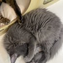 냥이는꿀꿀 이미지