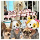 약지애견카페 이미지