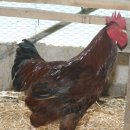 숙원농장 이미지