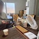 25주 임산부 2박3일 강릉 태교여행 / 애견동반 세인트존스호텔 후기