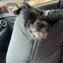 츄츄살롱 이미지