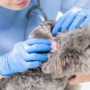 원주동물병원 이미지