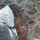 홍정자 | 태자산반석