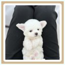 행복한펫샵 이미지