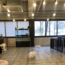 체인지펫샵 이미지