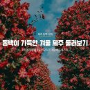 제주;동백