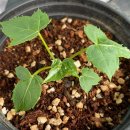 엄나무민박 이미지