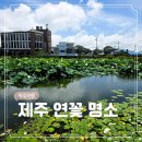 더만나 | 여름 제주 한림 여행 연꽃 명소 연화지 대신 우연히 만나 더 좋은 벵디못 후기