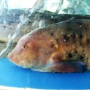 해변여행횟집 이미지