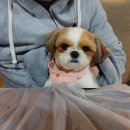 평촌나무동물병원 이미지