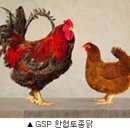 토종닭 이미지