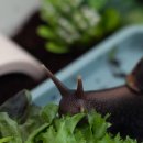 수덕농장(2) | 달팽이들에게 줄 무농약 수경재배 친환경 쌈채소 도착