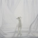 정성원 이미지
