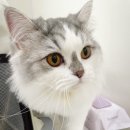 캣푸치노 이미지