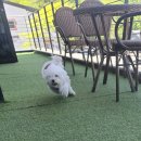 소형견 애견카페 후기｜어린이날 루비 텐션 폭발한 날 🐶