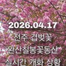 완산공원(정상) | 전주 겹벚꽃 완산칠봉 꽃동산 | 만개 타이밍, 실시간 개화 상황 | 주차 정보