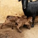 아기염소 이미지