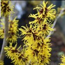 Hamamellis mollis 'pallida' (witch hazel ) 이미지