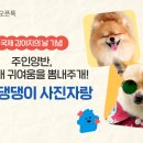 모두의 댕댕이 이미지