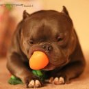 좋은켄넬 이미지