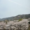 안 가면 진짜 두고두고 후회할 벚꽃시즌 벚꽃구경 카페🌸°˖ 춘천 대룡산장