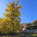 용문사 - 1144 | 용문사
