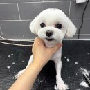 크리스타일 이미지