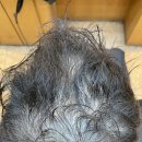 부산사상구르네시떼6층헤어샵 토탈탈모케어 망한머리망친머리손상머리곱슬머리 복구매직케어 알잘딱깔센! / 괘법덕천화명덕포하단대저김해명지에코진해 이미지