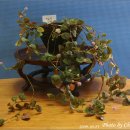 우리화원 이미지