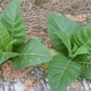 제내농장 이미지