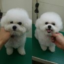 반디 동물병원 이미지