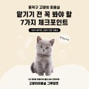 그루머공간 | 동작구 고양이 미용실, 아무 곳이나 맡기면 안 되는 이유 – 보호자가 꼭 확인해야 할 7가지