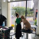 우리펫살롱 이미지