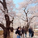 옹심이 칼국수 언양점 | 작천정 벚꽃현황 (2026.04.02), 근처맛집 - 옹심이 메밀 칼국수