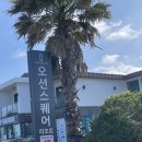 오션스퀘어 | 제주 성산일출봉 근처 가성비 숙소 오션스퀘어 리조트 후기