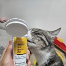 리틀포우 | 고양이 유산균 추천!! 리틀포우 트리플 바이오 컴플리트 프로바이오틱스 급여후기!!