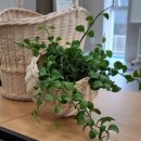 단미라탄