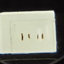 기생충박물관 이미지